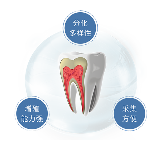 牙髓干细胞的优点