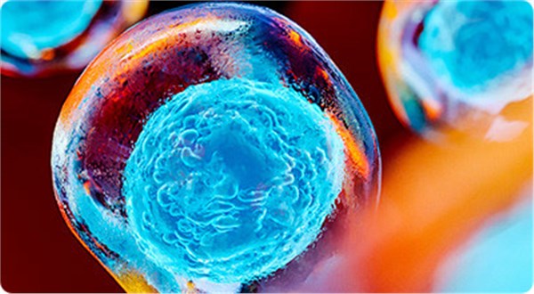 胎盘蜕膜干细胞