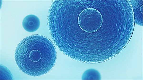 Cell：丁磊团队揭示造血干细胞微环境的建立