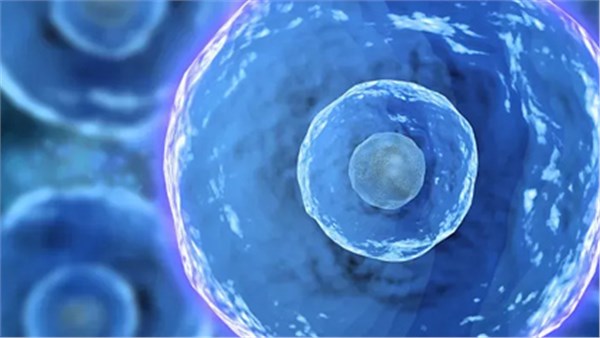 研究人员造出类似活细胞的人造细胞