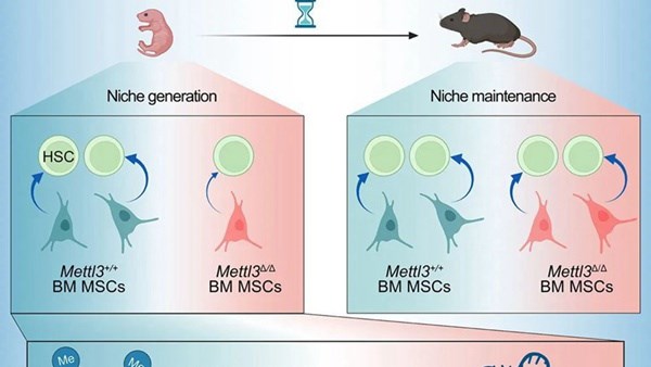 Cell：丁磊团队揭示造血干细胞微环境的建立